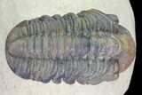 Reedops Trilobite Fossil - Morocco #75467-6